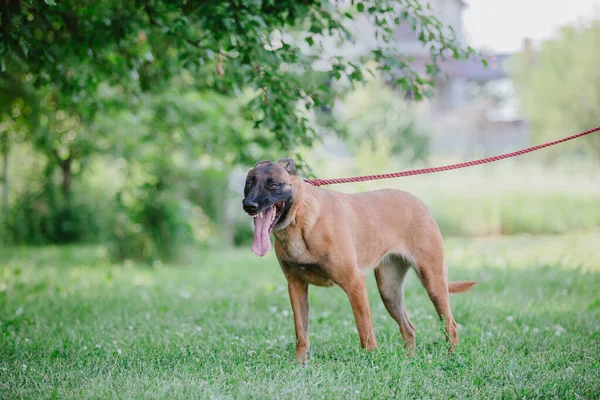 Owczarek Belgijski Malinois Pies Pies Bawi Się Zewnątrz Czas Lato — Zdjęcie stockowe