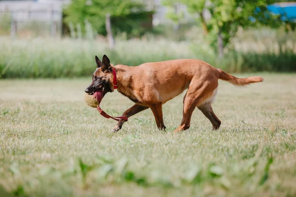 比利时牧羊犬Malinoisdog跑 狗在户外玩耍夏天的时间 走起路来快乐的狗 活跃的宠物 — 图库照片