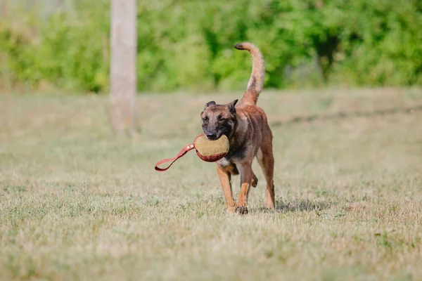 Pastor Belga Malinoisdog Corriendo Perro Jugando Aire Libre Verano Perro —  Fotos de Stock