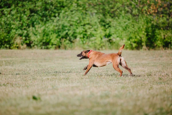Бельгийская Овчарка Малинойсдог Бежит Собака Играет Улице Летом Счастливая Собака — стоковое фото