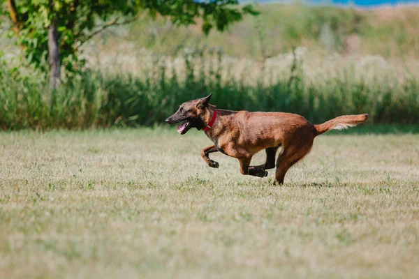 Owczarek Belgijski Malinoisdog Biegnie Pies Bawi Się Zewnątrz Czas Lato — Zdjęcie stockowe