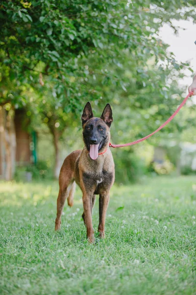 Belgischer Schäferhund Malinois Hund Hund Spielt Freien Sommerzeit Glücklicher Hund — Stockfoto