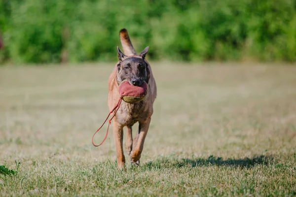 stock image Belgian Shepherd Malinoisdog running. Dog playing outdoor. Summertime. Happy dog on the walk. Active pet