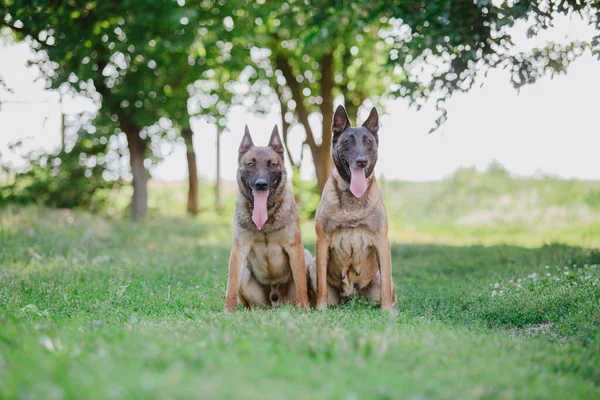 Belçika çoban köpeği Malinois. Köpek dışarıda oynuyor. Yaz zamanı. Yürüyüşteki mutlu köpek. Etkin hayvan