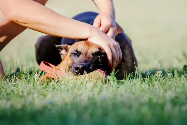 Belgische Herder Malinoisdog Ligt Slapen Hond Buiten Zomertijd Gelukkige Hond — Stockfoto