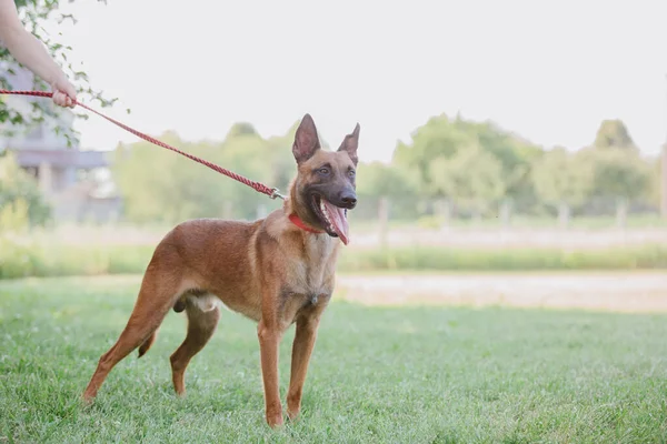 Belgische Herder Malinois Hond Honden Spelen Buiten Zomertijd Gelukkige Hond — Stockfoto