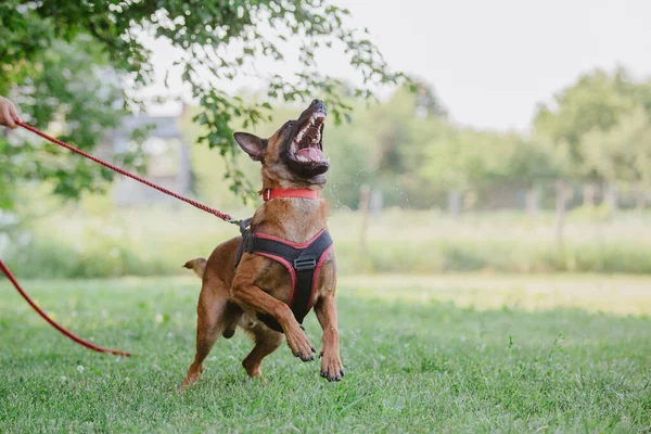 Belgischer Schäferhund Malinois Hund Hund Spielt Freien Sommerzeit Glücklicher Hund — Stockfoto