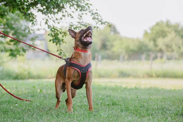 Pastor Belga Malinois Dog Cão Brincando Livre Hora Verão Cão — Fotografia de Stock