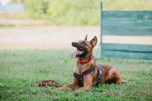 Belgischer Schäferhund Malinoisdog Liegen Hund Freien Sommerzeit Glücklicher Hund Auf — Stockfoto
