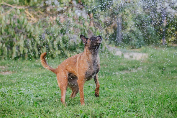 Belgischer Schäferhund Malinois Fängt Wassertropfen Nasser Hund Spielt Auf Dem — Stockfoto