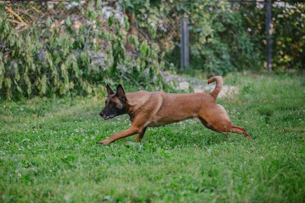 Belçika Çoban Köpeği Damlalarını Yakalıyor Islak Köpek Bahçede Oynuyor — Stok fotoğraf