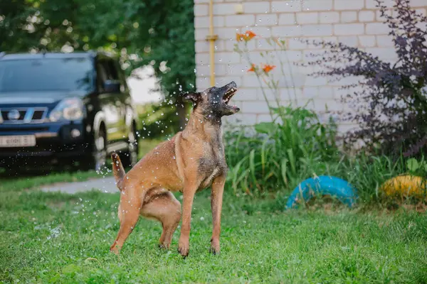Belgian Shepherd Malinois Dog Catches Water Drops Wet Dog Playing — Stock Photo, Image