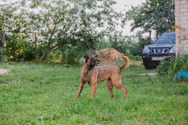 Бельгийская Овчарка Малинуа Ловит Капли Воды Сырая Собака Играет Заднем — стоковое фото