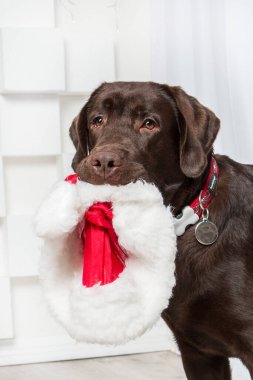 Noel ağacının önündeki hediye kutulu köpek. Mutlu yıllar, Noel tatilleri ve kutlamalar. Tatil içleri