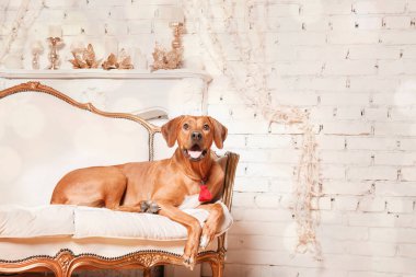 Mutlu yıllar, Noel tatilleri ve kutlamalar. Noel ağacının yanında bir köpek. - Evet. Rodezya sırtlı köpek cinsi