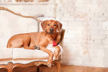 Mutlu yıllar, Noel tatilleri ve kutlamalar. Noel ağacının yanında bir köpek. - Evet. Rodezya sırtlı köpek cinsi