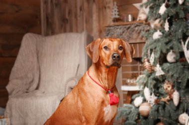 Noel ağacının önündeki hediye kutulu köpek. Mutlu yıllar, Noel tatilleri ve kutlamalar. Tatil içleri
