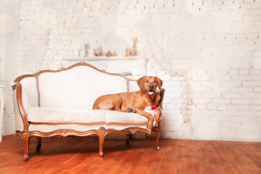 Mutlu yıllar, Noel tatilleri ve kutlamalar. Noel ağacının yanında bir köpek. - Evet. Rodezya sırtlı köpek cinsi