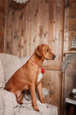 Noel ağacının önündeki hediye kutulu köpek. Mutlu yıllar, Noel tatilleri ve kutlamalar. Tatil içleri