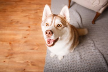 Mutlu yıllar, Noel tatilleri ve kutlamalar. Noel ağacının yanında bir köpek.. 