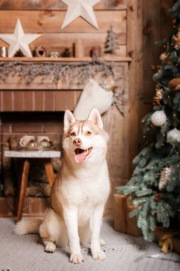 Mutlu yıllar, Noel tatilleri ve kutlamalar. Noel ağacının yanında bir köpek.. 