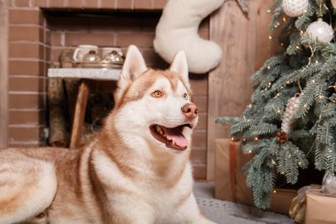 Mutlu yıllar, Noel tatilleri ve kutlamalar. Noel ağacının yanında bir köpek.. 