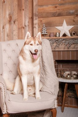 Mutlu yıllar, Noel tatilleri ve kutlamalar. Noel ağacının yanında bir köpek.. 