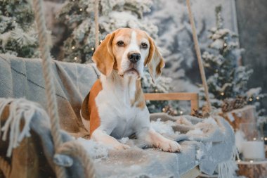 Mutlu yıllar, Noel tatilleri ve kutlamalar. Noel ağacının yanında bir köpek.. 