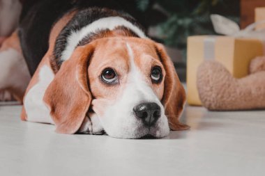 Noel ağacının önündeki hediye kutulu köpek. Mutlu yıllar, Noel tatilleri ve kutlamalar. Tatil içleri