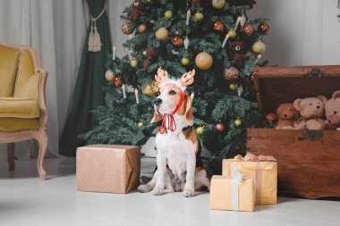 Noel ağacının arka planında geyik boynuzları olan sevimli bir köpek. Mutlu yıllar, Noel tatilleri ve kutlamalar. Noel ağacının yanında bir köpek.. 