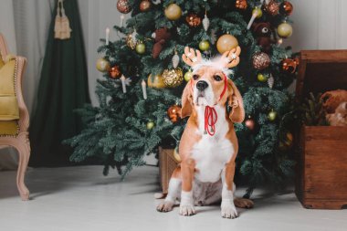Noel ağacının önündeki hediye kutulu köpek. Mutlu yıllar, Noel tatilleri ve kutlamalar. Tatil içleri