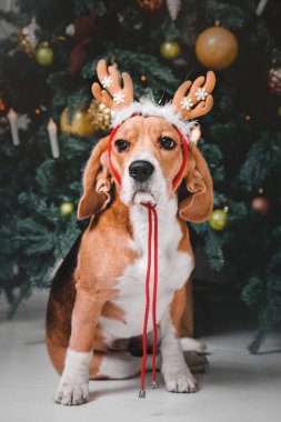 Mutlu yıllar, Noel tatilleri ve kutlamalar. Noel ağacının yanında bir köpek.. 