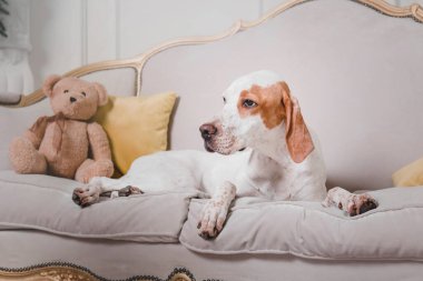 Mutlu yıllar, Noel tatilleri ve kutlamalar. Noel ağacının yanında bir köpek.. 