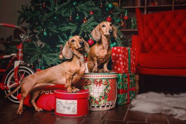 Köpek dachshund Noel ağacının yanındaki bir sandalyede ürer. Mutlu yıllar, Noel tatilleri ve kutlamalar..