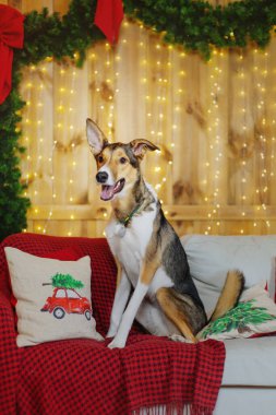 Mutlu yıllar, Noel tatilleri ve kutlamalar. Noel ağacının yanında bir köpek.. 
