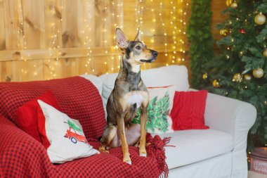 Mutlu yıllar, Noel tatilleri ve kutlamalar. Noel ağacının yanında bir köpek.. 