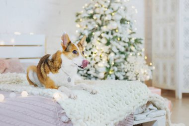 Mutlu yıllar, Noel tatilleri ve kutlamalar. Noel ağacının yanında bir köpek.. 