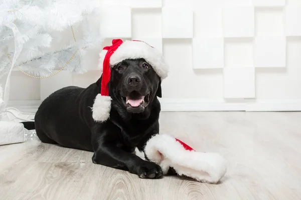 Pies Pudełkiem Przed Choinką Szczęśliwego Nowego Roku Świąt Bożego Narodzenia — Zdjęcie stockowe