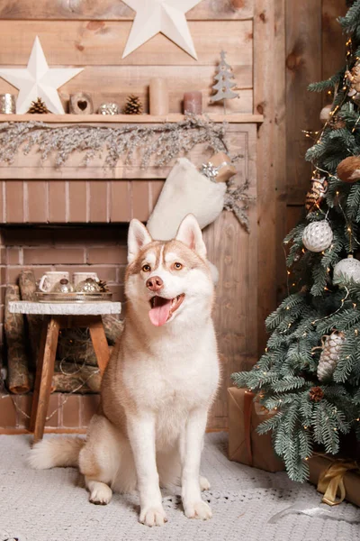 Šťastný Nový Rok Vánoční Svátky Oslavy Pes Pet Blízkosti Vánočního — Stock fotografie