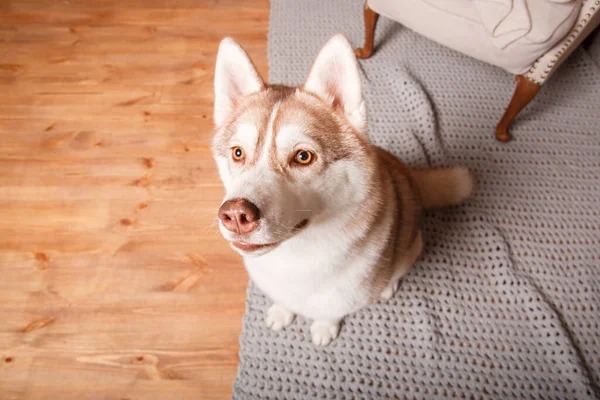Mutlu yıllar, Noel tatilleri ve kutlamalar. Noel ağacının yanında bir köpek.. 
