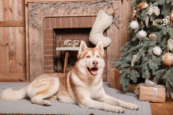 Новым Годом Рождеством Праздником Собака Домашнее Животное Возле Елки — стоковое фото