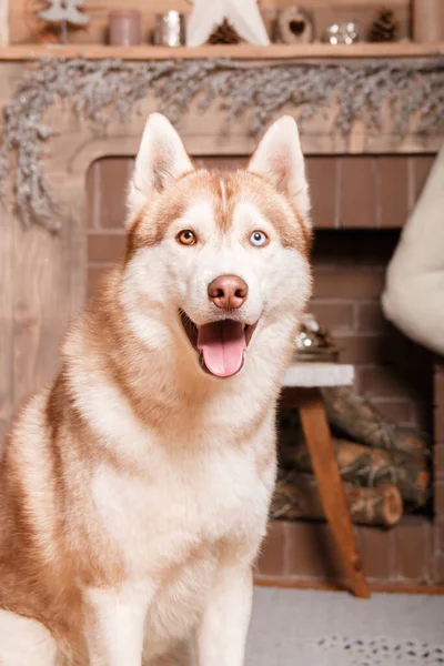 stock image Happy New Year, Christmas holidays and celebration.  Dog (pet) near the Christmas tree. 