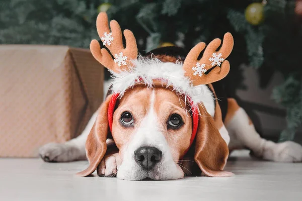 Cute dog with reindeer antlers on background of Christmas tree. Happy New Year, Christmas holidays and celebration.  Dog (pet) near the Christmas tree.