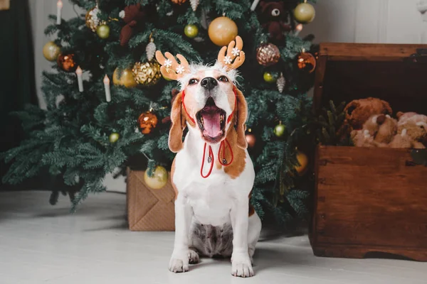 Cute dog with reindeer antlers on background of Christmas tree. Happy New Year, Christmas holidays and celebration.  Dog (pet) near the Christmas tree.