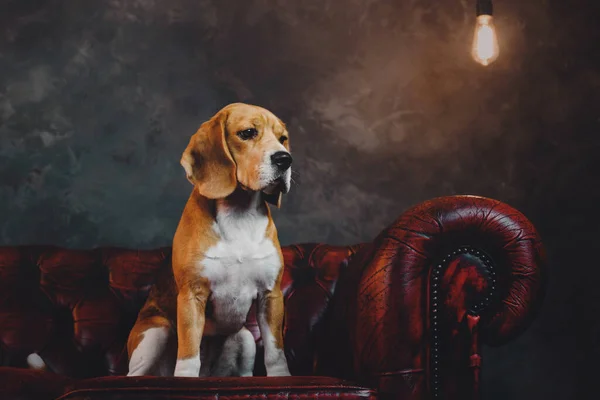 Beagle Σκυλιά Στο Παρασκήνιο Του Όμορφου Χειμερινού Τοπίου Φώτα Και — Φωτογραφία Αρχείου