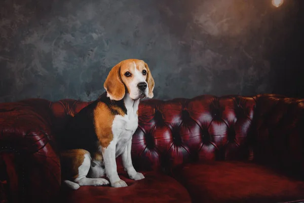 Beagle Koirat Taustalla Kaunis Talvi Maisemia Valot Joulukuuset Loma Uusi — kuvapankkivalokuva