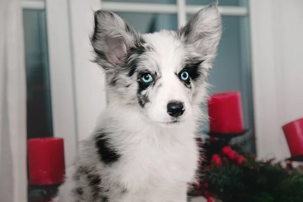 クリスマスの装飾でボーダーコリー子犬 美しい犬 クリスマス — ストック写真