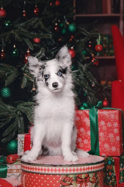 ハッピーニューイヤー クリスマス休暇やお祝い クリスマスツリーの近くの犬 ペット — ストック写真