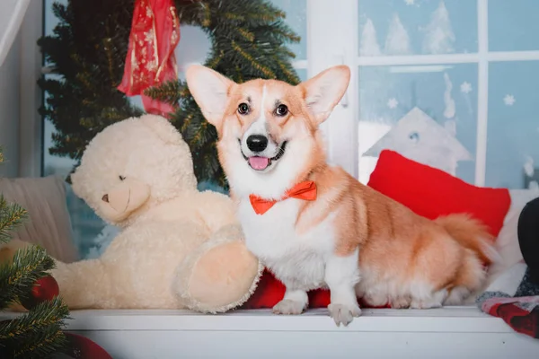 Frohes Neues Jahr Weihnachtsfeiertage Und Feiern Hund Haustier Neben Dem — Stockfoto