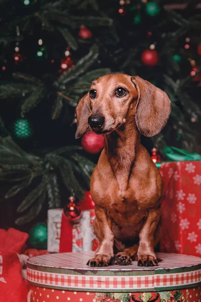 Hundedackel Brüten Auf Einem Stuhl Neben Dem Weihnachtsbaum Frohes Neues — Stockfoto